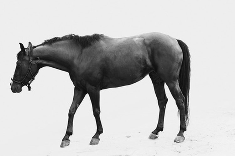 El transporte de caballos a México debe seguir las regulaciones mexicanas y de la USDA.