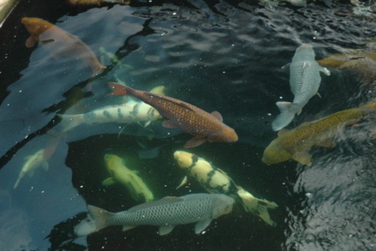 La muerte de los peces de estanque puede ser por la mala calidad del agua.