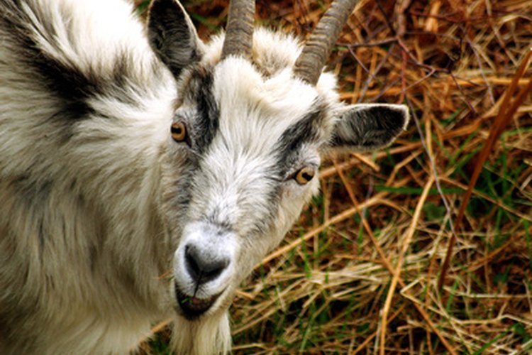 Usar el antiparasitario Ivomec en cabras no es difícil y puede ayudar a restaurar la salud y vitalidad de tu rebaño con una simple dosis.