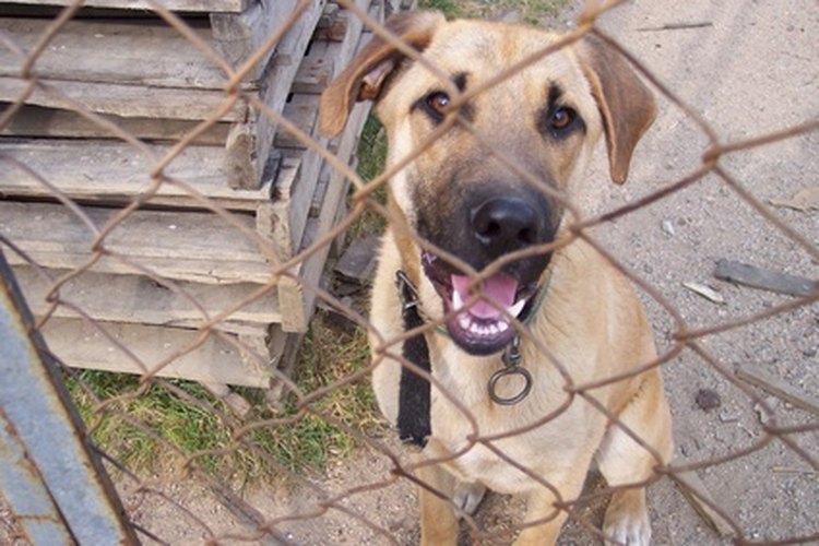 Los perros de raza mixta a menudo tienen características identificables de las razas populares.