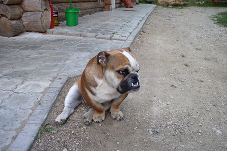 Qué perro tiene la mordida más poderosa.