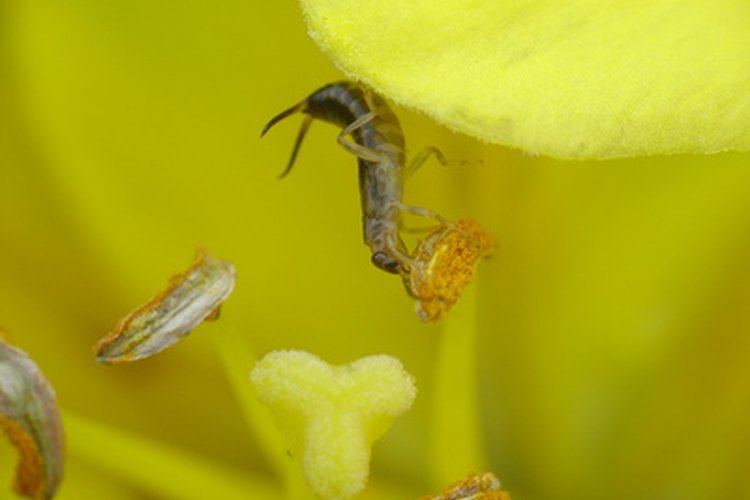 Las tijeretas se alimentan tanto de insectos como de las flores.