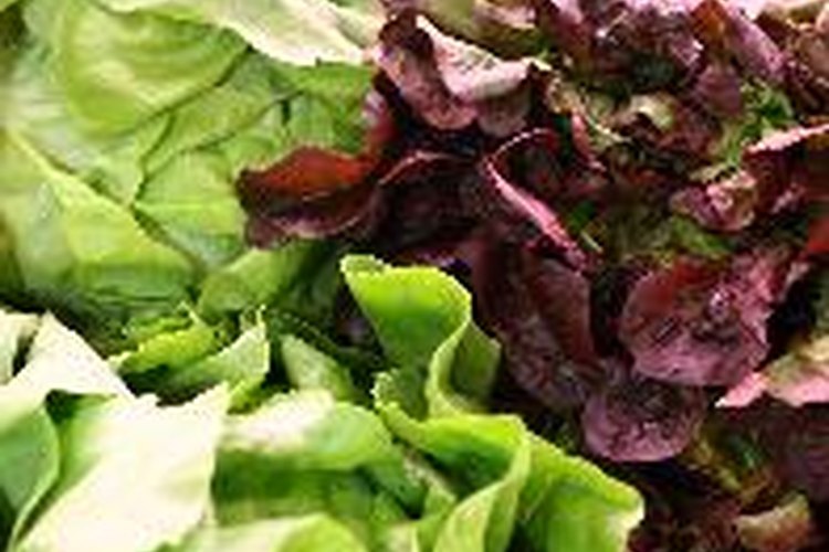 La lechuga prefiere temperaturas frías y algo de sombra.