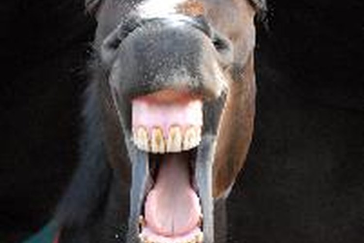 Alejar las moscas del caballo con vinagre.