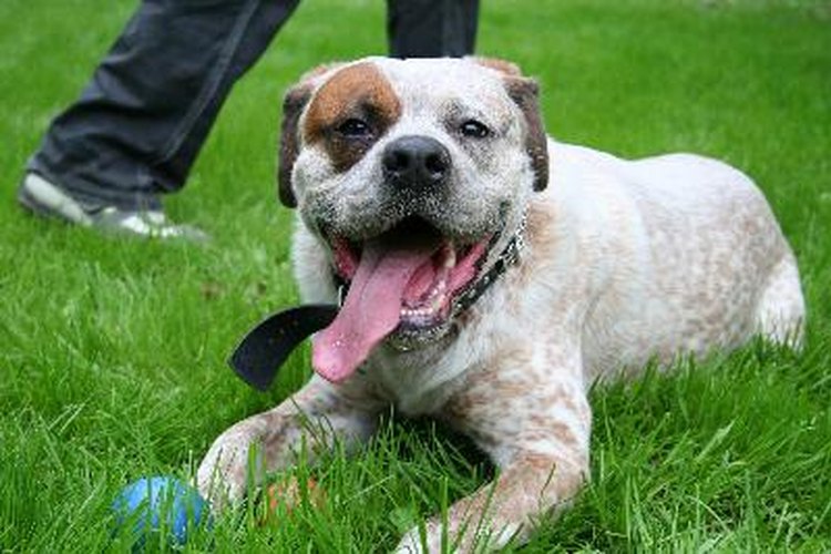 Productos naturales para evitar que el perro defeque en el jardín.