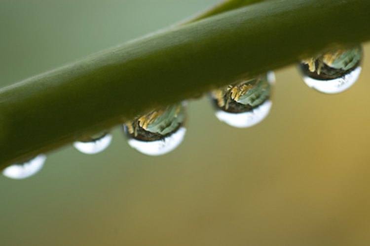 Las plantas necesitan agua para crecer.
