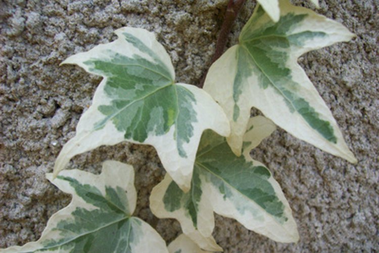 Los jardineros tienen muchas opciones en cultivares de hiedra adecuados para macetas.