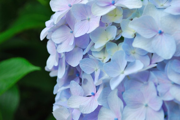 Las grandes flores de las hortensias son sensibles al pH del suelo.
