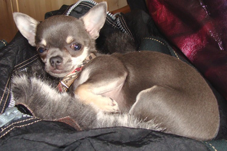 Los chihuahuas son una de las razas de perro más sanas.