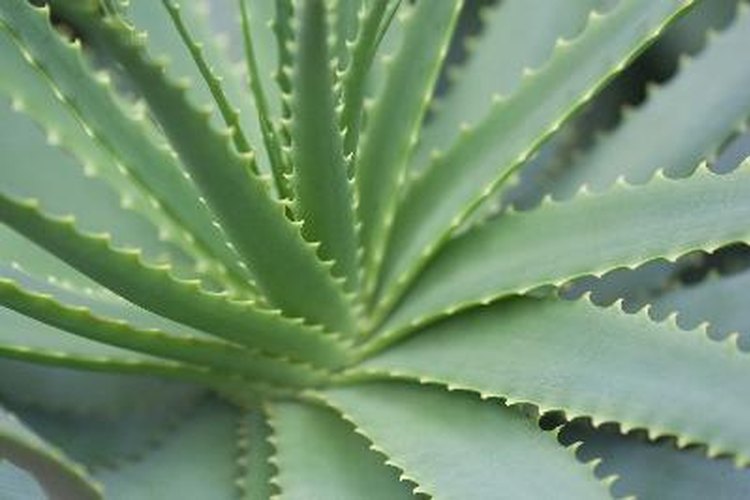 Aprovecha las propiedades del aloe vera