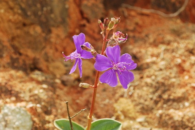 Khaya senegalensis "Caoba", también conocida como "caoba africana", "Caoba Senegal", "Caoba Zona Seca", o "Cailcedrat", es utilizada para producir una de las maderas comerciales más populares.