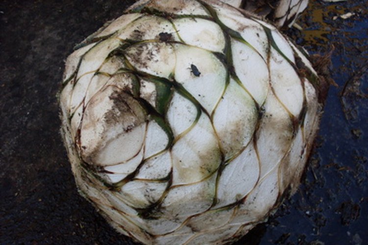 Al eliminar las hojas de agave se ve la piña, de la que se extrae el néctar.