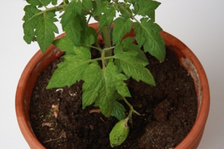 Elige las hortalizas adecuadas para cultivar en macetas.