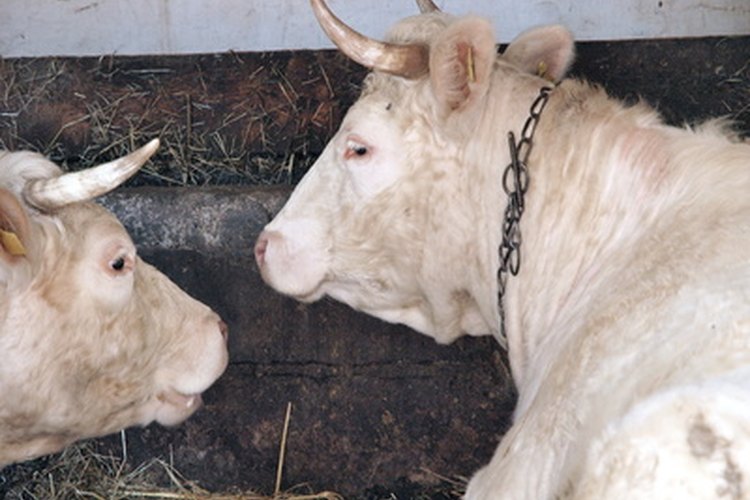 Para que una Charolais sea considerada pura la línea de sangre debe tener una relación 31/32 de este raza.