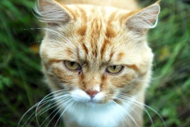 Un gato macho completamente maduro anunciará su estado de apareamiento marcando con orina.