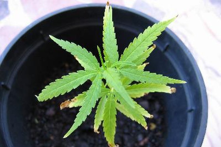 Beneficios de los fertilizantes para las plantas.