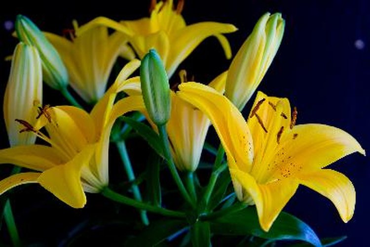 Existen varios cultivares de liliums asiáticos que son de diferentes colores.