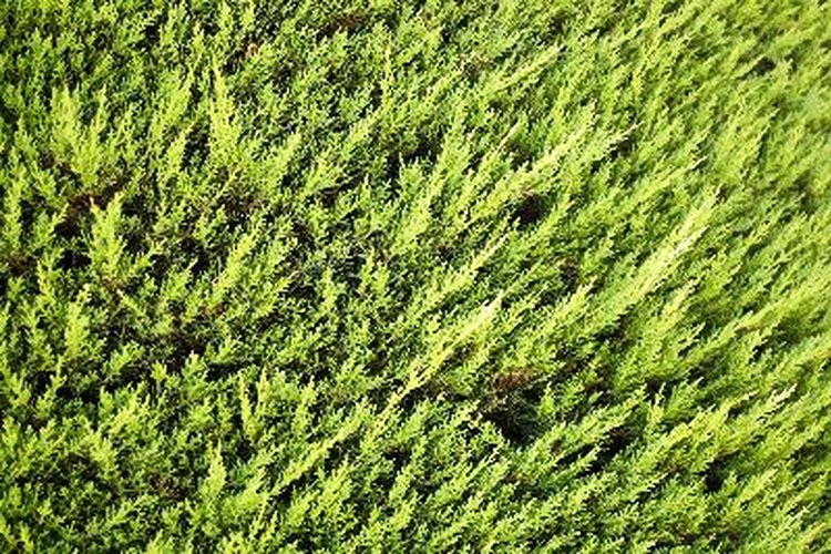 La tuya es susceptible a la pestalotiopsis de punta marchita, caracterizada por un follaje de color marrón.