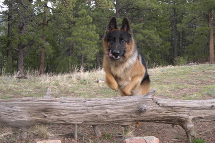 El pastor alemán es un perro utilizado en guardia y protección.