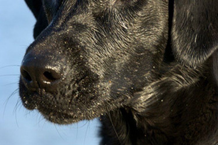 Los labrador retriever negros son fáciles de entrenar y ansían complacer.