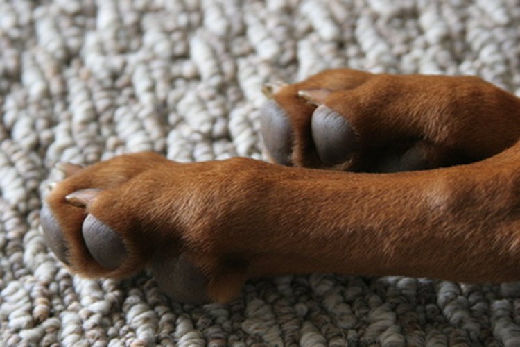 Remedios caseros para la comezón en las patas de los perros.
