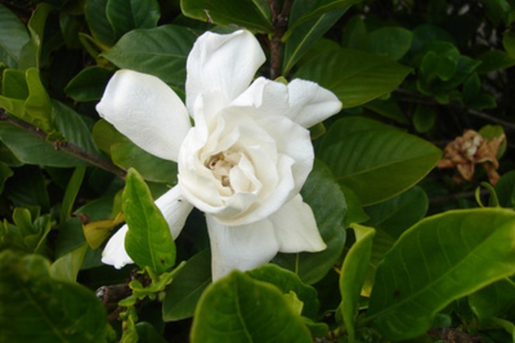 La gardenia es un ingrediente clave en la fragancia de Vera Wang.
