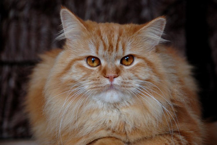Al bañar a tu gato con champú lo librarás de los malos olores.