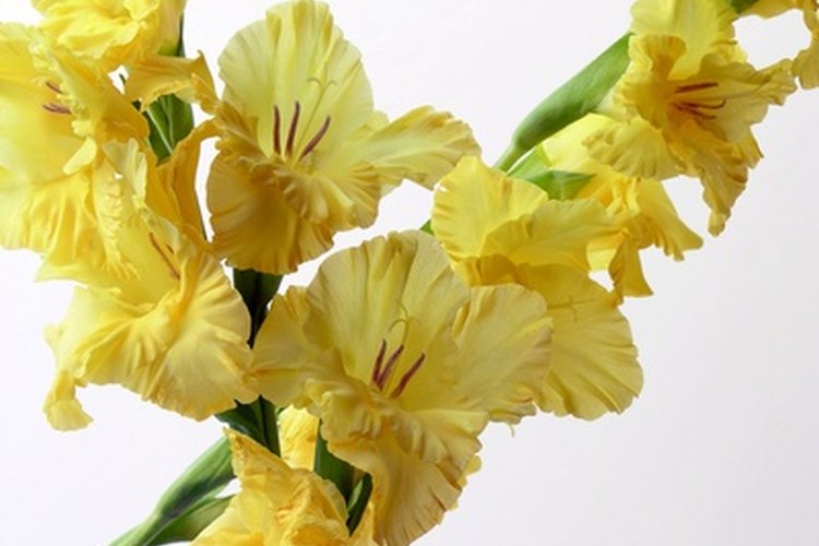 Los gladiolos producen muchas flores a lo largo de los tallos florales individuales.