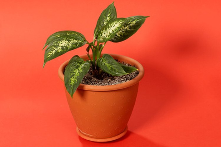 La planta de poleo es fácil de cultivar.