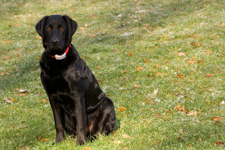 La tierra puede funcionar como cepillo de dientes para un perro.