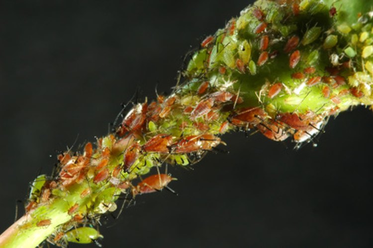Los parásitos intestinales suelen invadir el intestino grueso cuando tienes un crecimiento excesivo de candida albicans.
