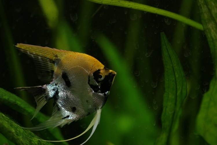 Pez ángel descansando entre plantas de acuario