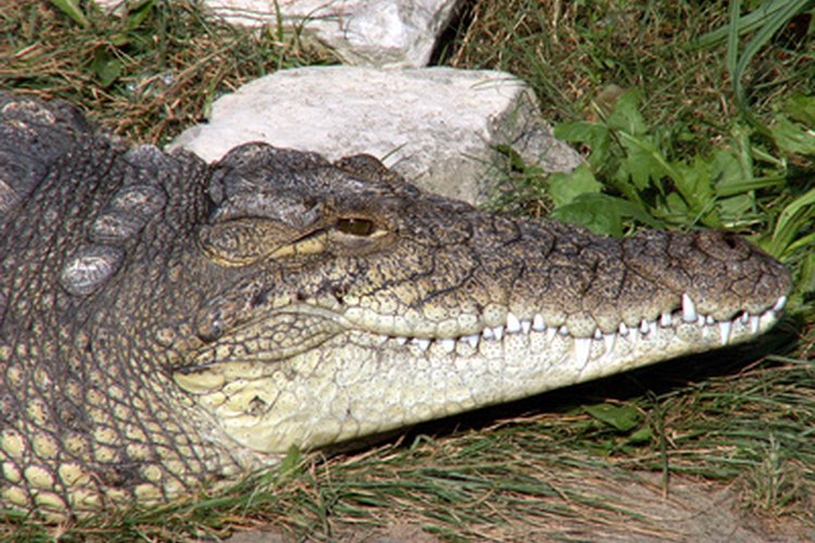 Los cocodrilos de agua salada son los reptiles de vida más larga.
