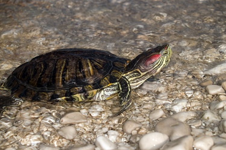 Las tortugas tienen un tiempo de vida largo en la naturaleza.