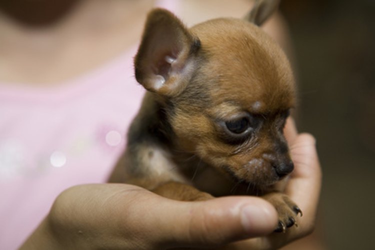 Cómo cuidar un chihuahua recién nacido