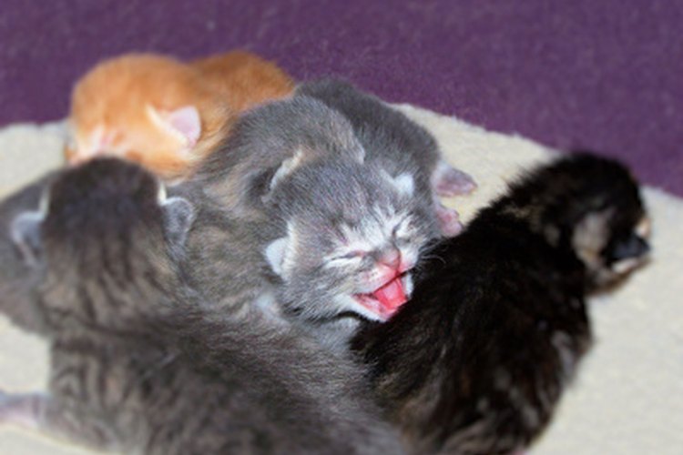 Los gatos dan a luz usualmente una camada de entre 3 y 5 gatitos.