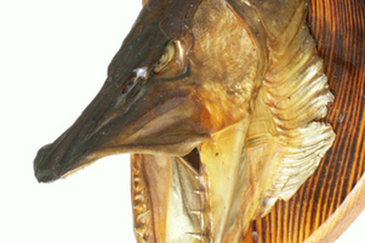 Pickerel y Pike.
