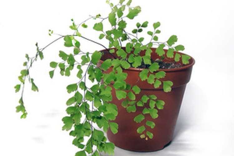 Las plantas son mucho más que una pieza central.