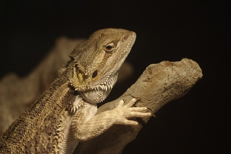 Dragón barbudo.