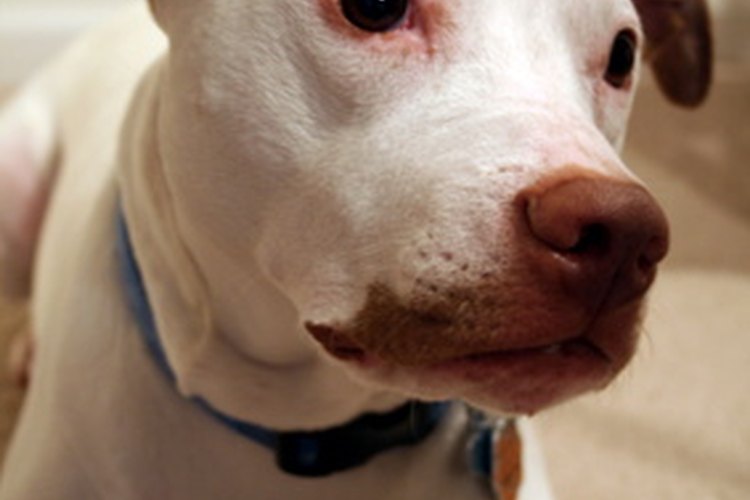 Hay varias razas diferentes que utilizan el término "bulldog".