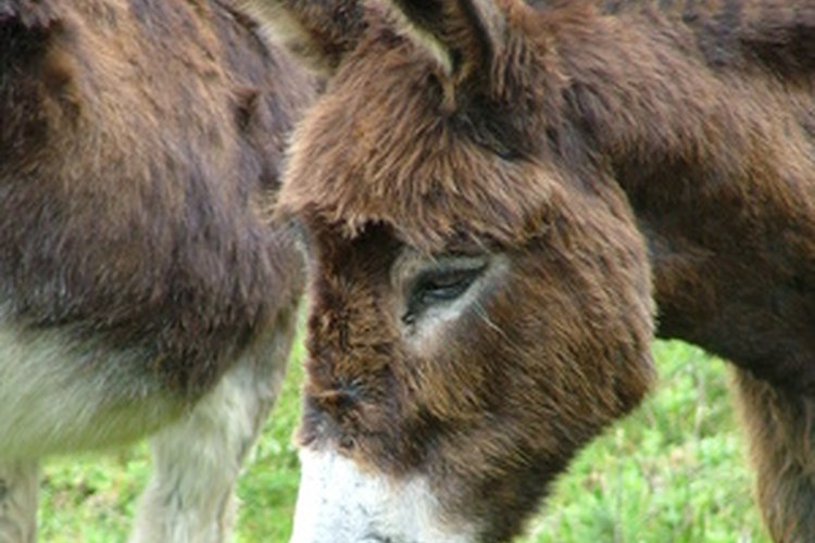 Una mula y un burro tienen muchas diferencias.