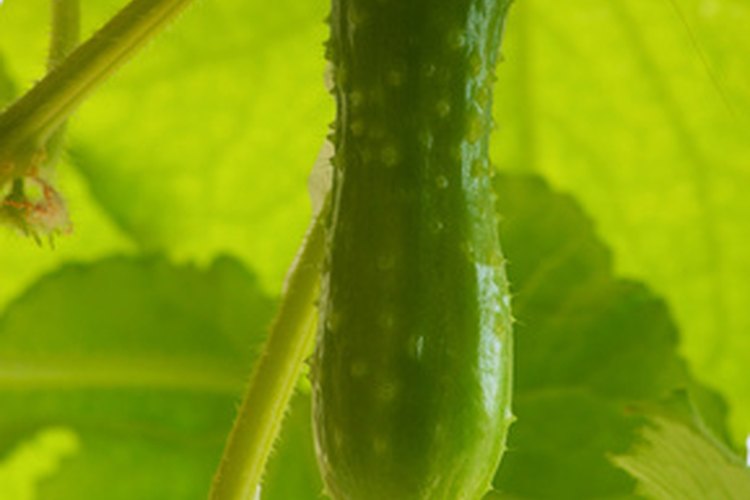 Planta de pepino.