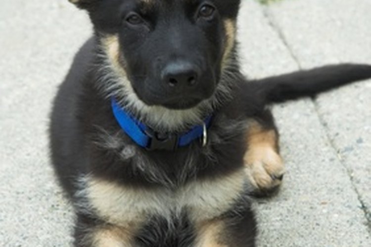Los pastores alemanes son perros ideales para familias.