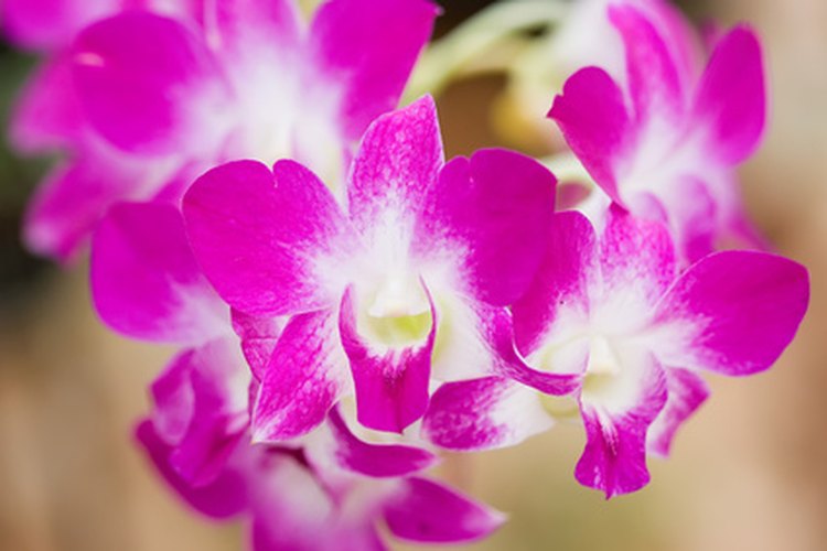 Las orquídeas Dendrobium en ocasiones producen plántulas llamadas keikis.