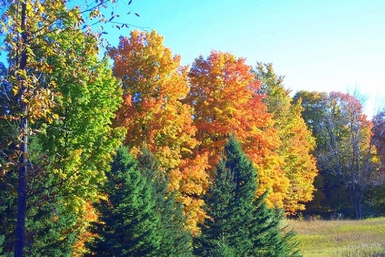 Busca en la naturaleza para encontrar colores que combinen con el verde bosque.