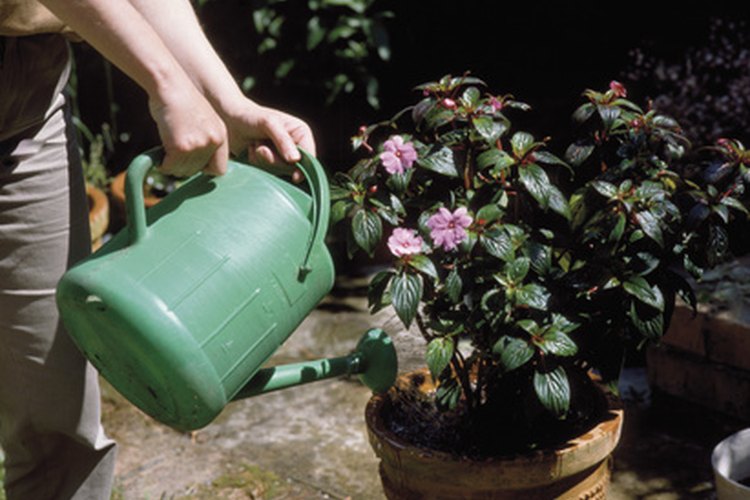 Las hojas se vuelven marrones cuando la planta necesita agua.