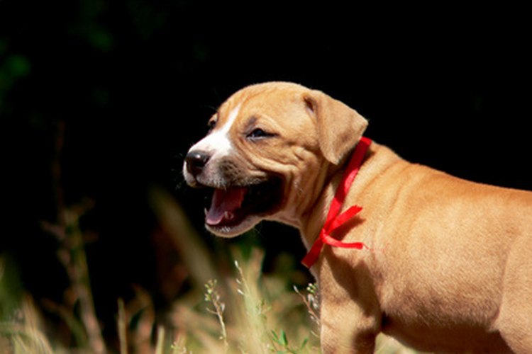 Si estás sola, asegúrate de elegir la mejor mascota para tu estilo de vida.