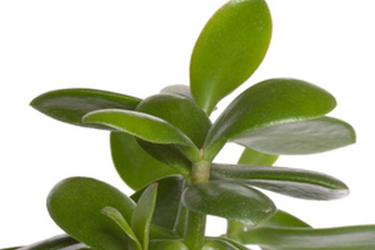 El jade es una planta que se adapta a la poca luz.