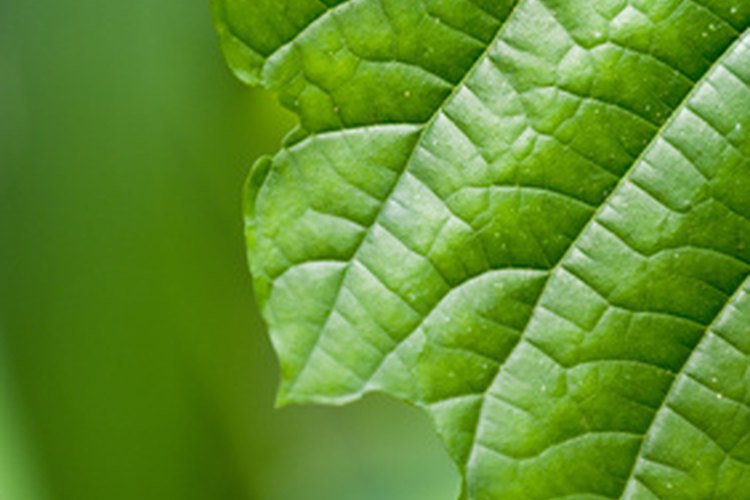 Las plantas verdes contienen clorofila y esto les ayuda a hacer alimentos.