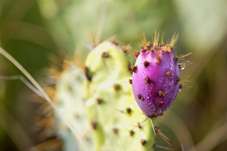 Cactus de pera espinoso.